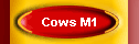 Cows M1